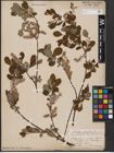 Foto von Salix aurita L.